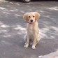 esperando